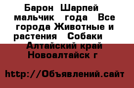 Барон (Шарпей), мальчик 3 года - Все города Животные и растения » Собаки   . Алтайский край,Новоалтайск г.